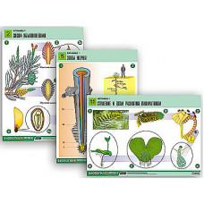 Комплект таблиц по биологии дем. "Ботаника 1" (12 табл., формат А1, лам.)