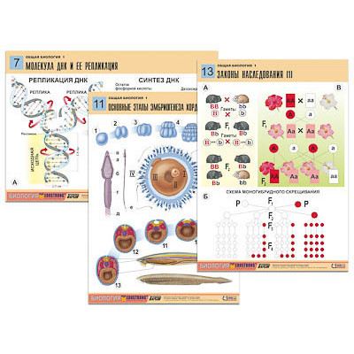 Комплект таблиц по биологии дем. "Общая биология 1" (16 табл., формат А1, лам.)