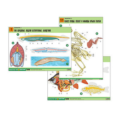 Комплект таблиц по биологии дем. "Зоология 2" (16 табл., формат А1, лам.)
