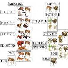 Модель-аппликация Классификация растений и животных