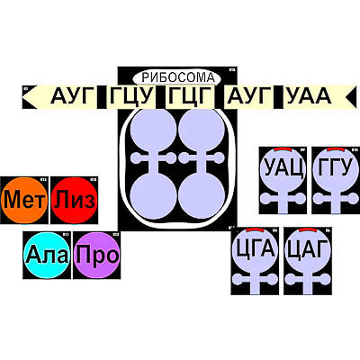 Модель-аппликация "Биосинтез белка" (ламинированная)