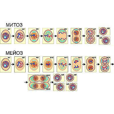 Модель-аппликация "Деление клетки. Митоз и мейоз" (ламинированная)