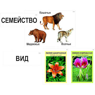 Модель-аппликация "Классификация растений и животных" (ламинированная)