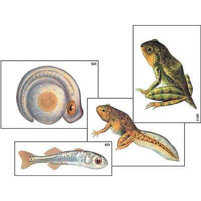 Модель-аппликация "Развитие костной рыбы и лягушки" (ламинированная)