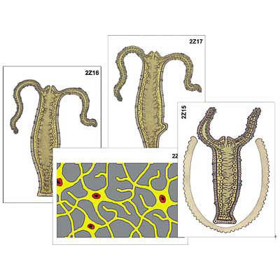 Модель-аппликация "Строение и размножение гидры" (ламинированная)