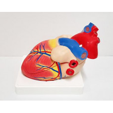Модель "Сердце" (демонстрационное)