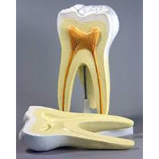 Модель "Строение зуба"