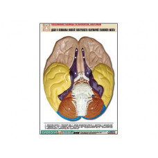 Рельефная таблица "Доли и извилины нижней поверхности полушарий головного мозга" (А1, матовое лам.)