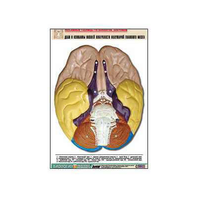 Рельефная таблица "Доли и извилины нижней поверхности полушарий головного мозга" (А1, матовое лам.)