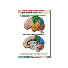 Рельефная таблица "Доли полушарий головного мозга" (формат А1, матовое ламинир.)