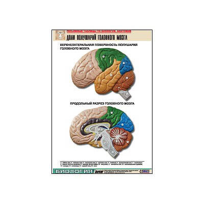 Рельефная таблица "Доли полушарий головного мозга" (формат А1, матовое ламинир.)
