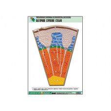 Рельефная таблица "Клеточное строение стебля"  (формат А1, матовое ламинир.)