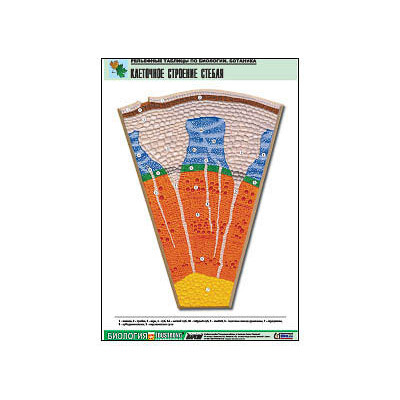 Рельефная таблица "Клеточное строение стебля"  (формат А1, матовое ламинир.)
