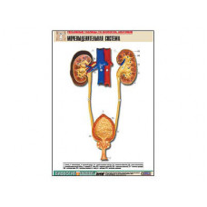Рельефная таблица "Мочевыделительная система" (формат А1, матовое ламинир.)