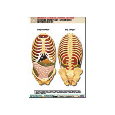 Рельефная таблица "Расположение органов грудной и брюшной полостей по отношению к скелету"(А1, лам.)