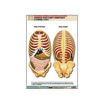 Рельефная таблица "Расположение органов грудной и брюшной полостей по отношению к скелету"(А1, лам.)