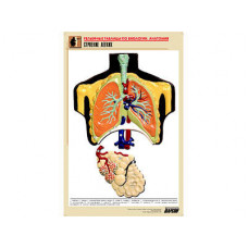 Рельефная таблица "Строение легких" (формат А1, матовое ламинир.)