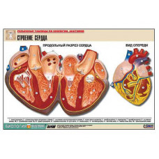 Рельефная таблица "Строение сердца" (формат А1, матовое ламинир.)