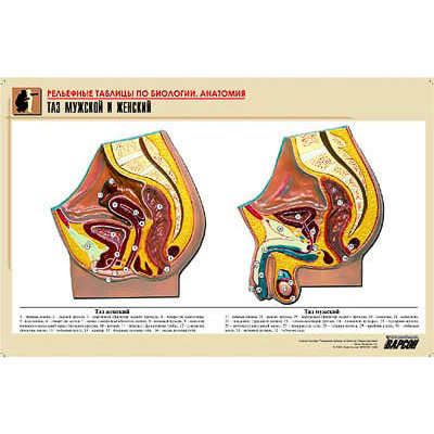 Рельефная таблица "Таз мужской и женский" (формат А1, матовое ламинир.)