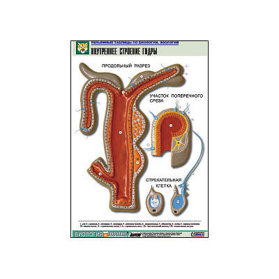Рельефная таблица "Внутреннее строение гидры"  (формат А1, матовое ламинир.)