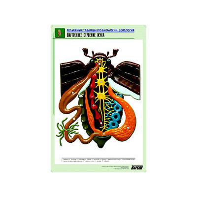 Рельефная таблица "Внутреннее строение жука" (формат А1, матовое ламинир.)