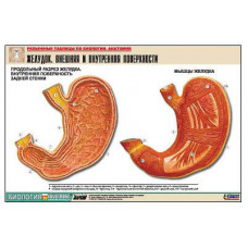 Рельефная таблица "Желудок. Внешняя и внутренняя поверхности"  (формат А1, матовое ламинир.)