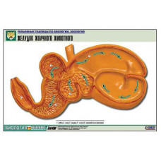 Рельефная таблица "Желудок жвачного животного" (формат А1, матовое ламинир.)