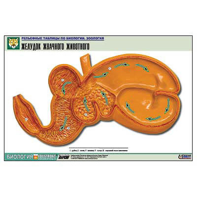 Рельефная таблица "Желудок жвачного животного" (формат А1, матовое ламинир.)