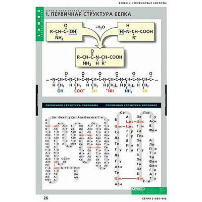 Таблицы демонстрационные "Белки и нуклеиновые кислоты"