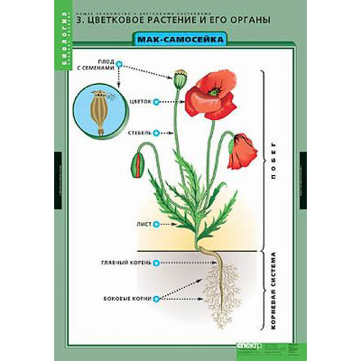 Таблицы демонстрационные "Общее знакомство с цветковыми растениями"