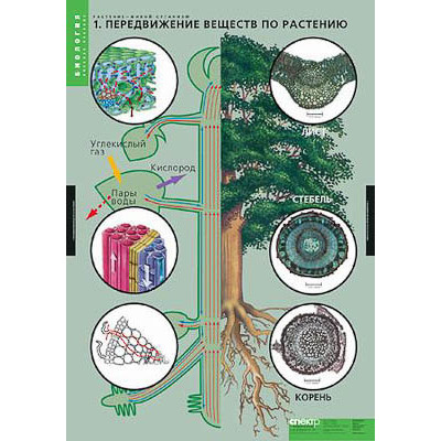 Таблицы демонстрационные "Растение - живой организм"