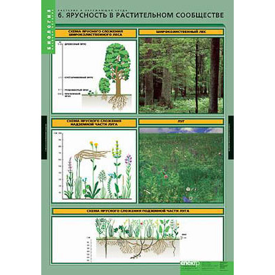 Таблицы демонстрационные "Растения и окружающая среда"