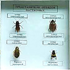 Коллекция энтомологическая "Представители отряда насекомых"