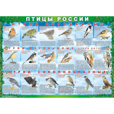 Комплект таблиц Птицы России 4 листа 70х100 винил