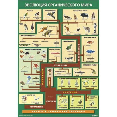 Таблица Эволюция органического мира 70х100 винил